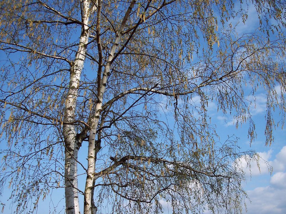 Frühling lässt sein blaues Band...