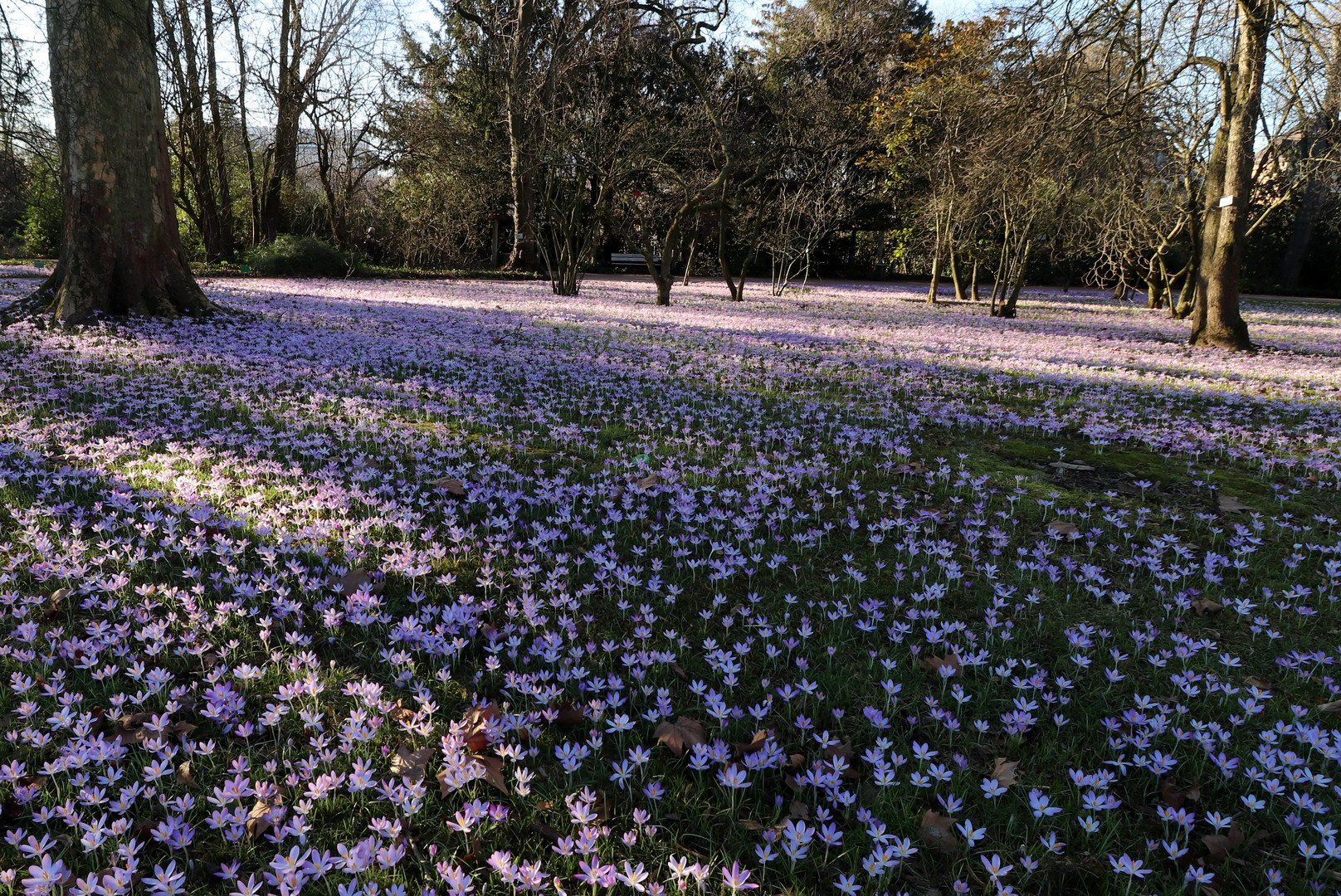 Frühling lässt sein blaues Band....