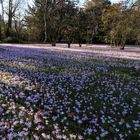 Frühling lässt sein blaues Band....