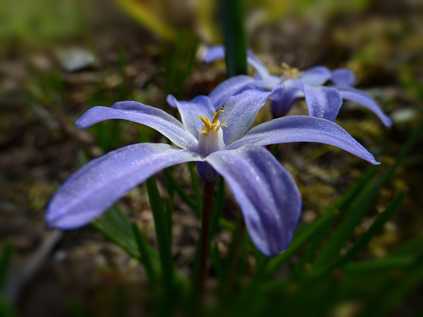 Frühling lässt sein blaues Band...