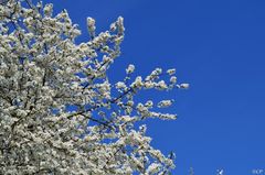 Frühling lässt sein blaues Band ....