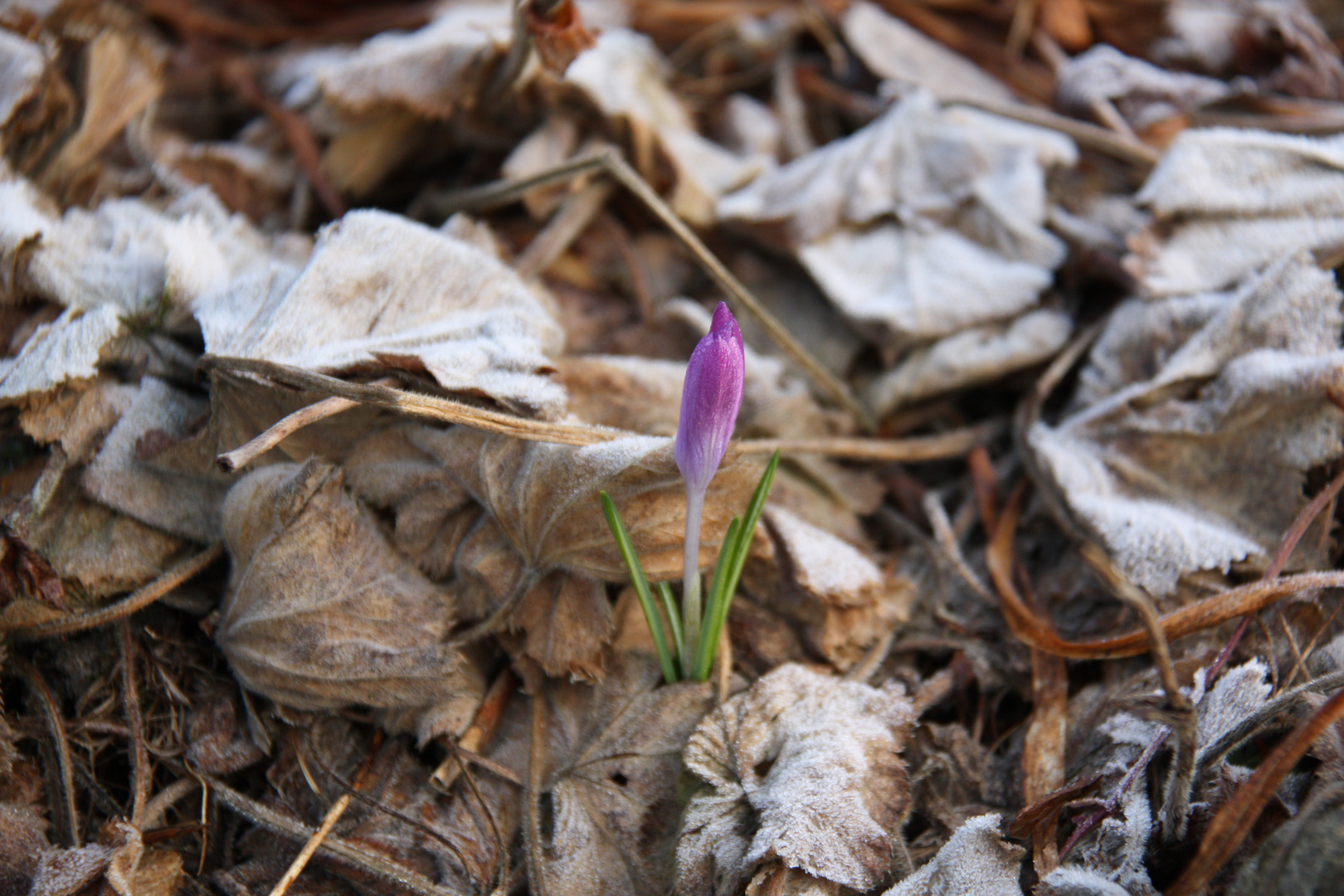 Frühling lässt sein blaues Band...