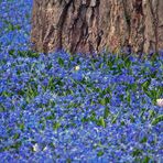 Frühling läßt sein blaues Band - Blausternchen (Scilla sibirica) im Botanischen Garten in Karlsruhe