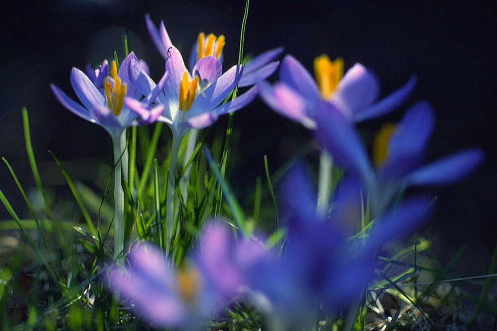 Frühling läßt sein blaues Band ...