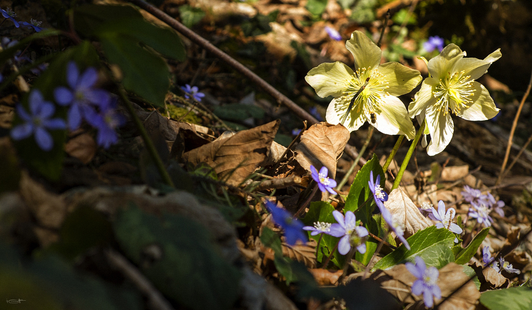 Frühling läßt sein blaues Band