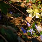 Frühling läßt sein blaues Band