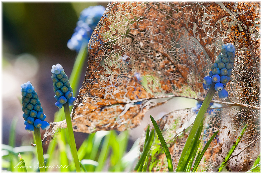 Frühling läßt sein blaues Band ....