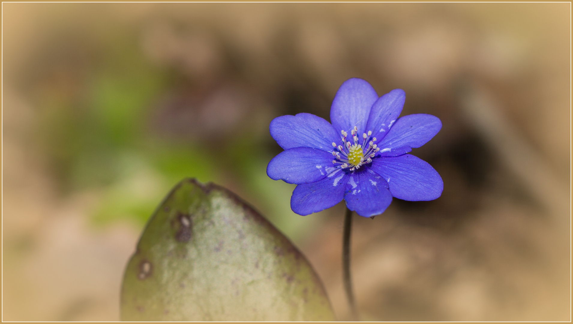 Frühling lässt sein blaues Band....