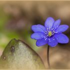 Frühling lässt sein blaues Band....