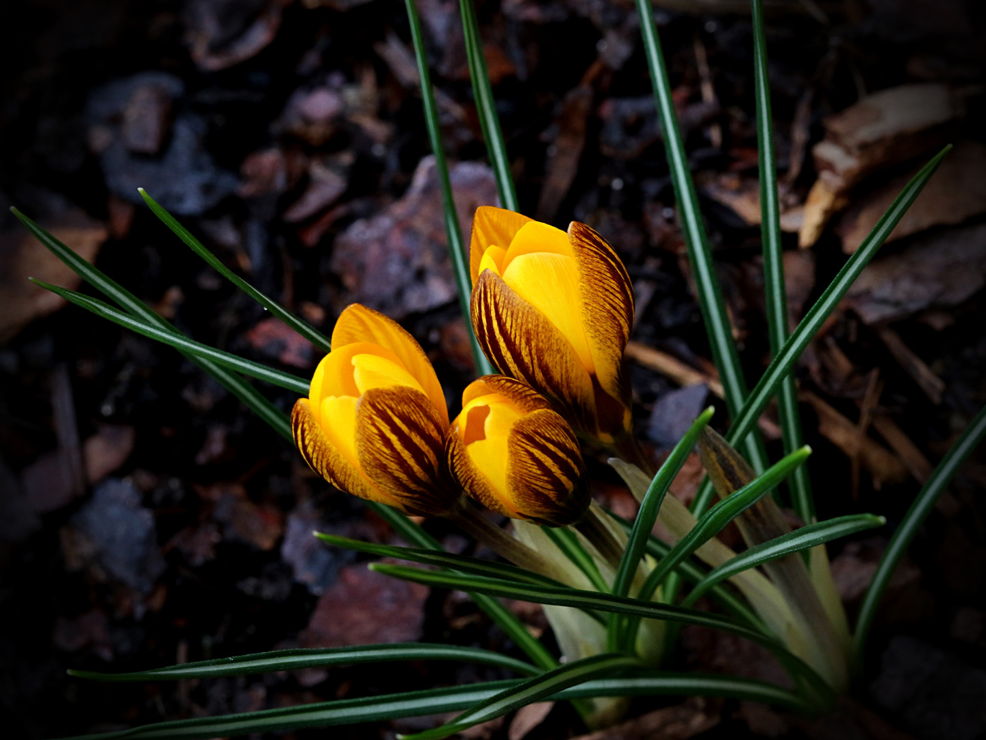 Frühling lässt sein blaues Band ...