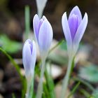 "Frühling lässt sein blaues Band