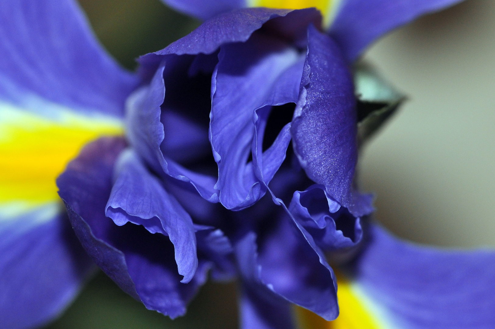 "Frühling lässt sein blaues Band" - einmal anders!