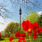 "Frühling lässt sein blaues Band...