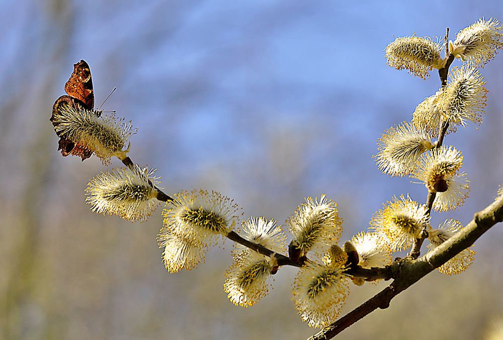 Frühling lässt sein blaues Band II