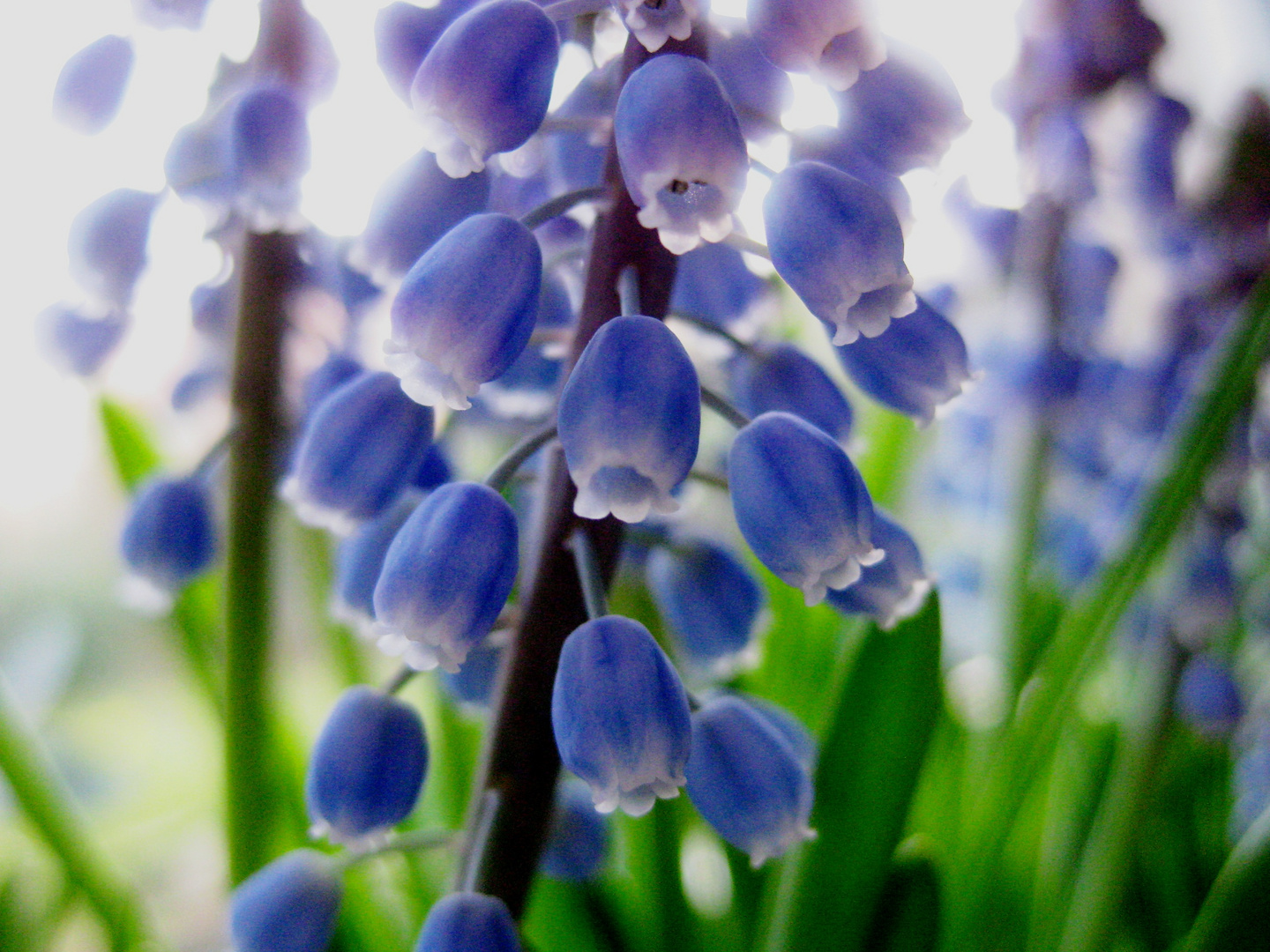 Frühling lässt sein blaues Band wieder flattern durch die Lüfe......