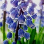 Frühling lässt sein blaues Band wieder flattern durch die Lüfe......