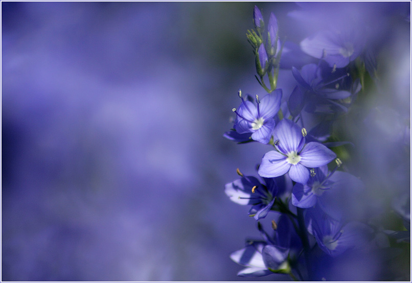 Frühling lässt sein blaues Band wieder flattern durch die Lüfte...