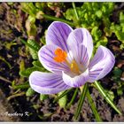 Frühling läßt sein blaues Band - wieder flattern durch die Lüfte