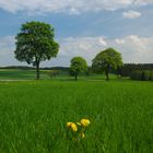 "Frühling lässt sein blaues Band wieder flattern durch die Lüfte..."