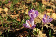 Frühling läßt sein blaues Band wieder flattern durch die Lüfte,....