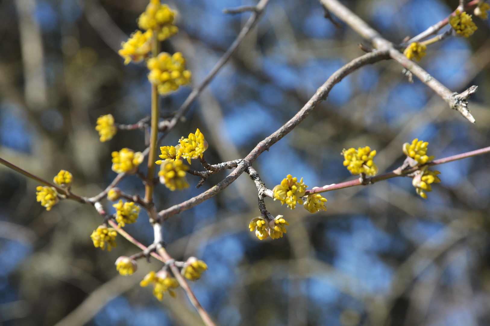 Frühling lässt sein blaues Band wieder flattern durch die Lüfte...