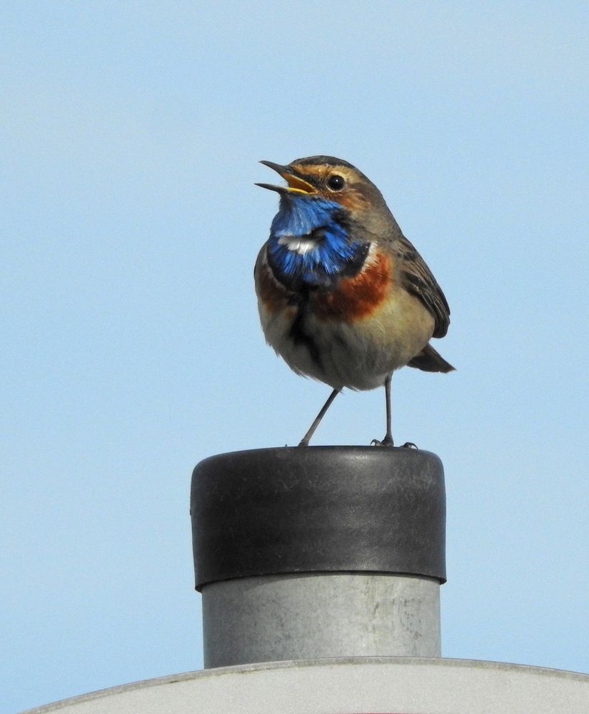 Frühling lässt sein blaues Lied...