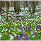 Frühling läßt sein buntes Band...