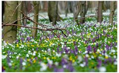 Frühling läßt sein buntes Band...