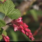 Frühling läßt sein buntes Band.... ;o)))