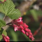 Frühling läßt sein buntes Band.... ;o)))