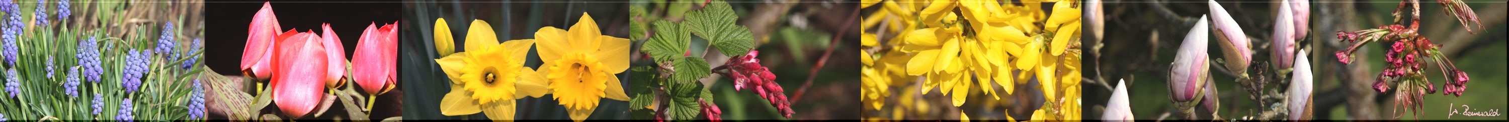 Frühling läßt sein buntes Band.... ;o)))