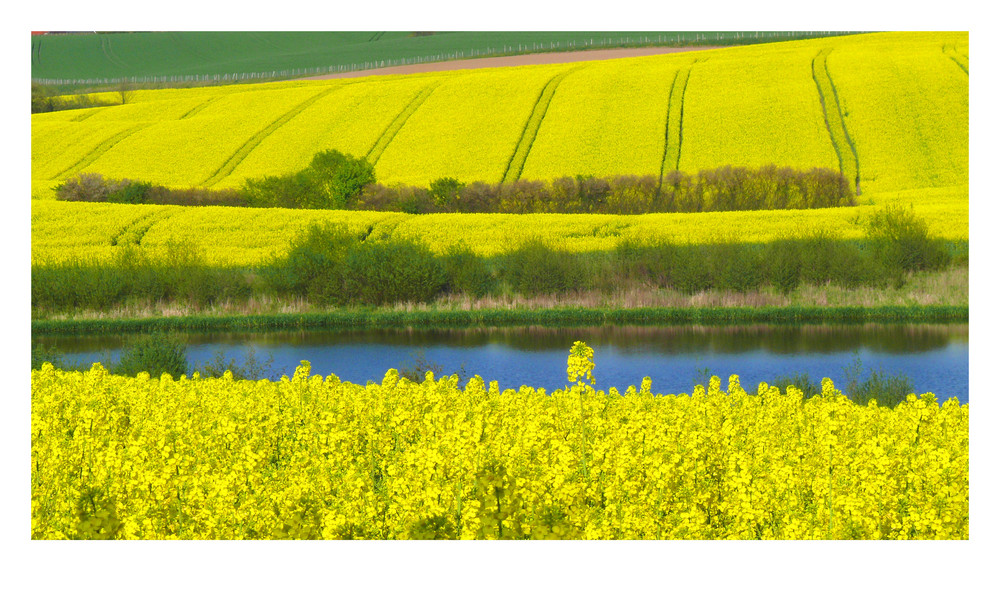 Frühling lässt sein gelbes Band ...