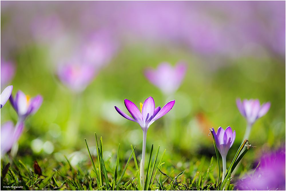 Frühling lässt sein lila Band 