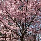 Frühling lässt sein rosa Band...