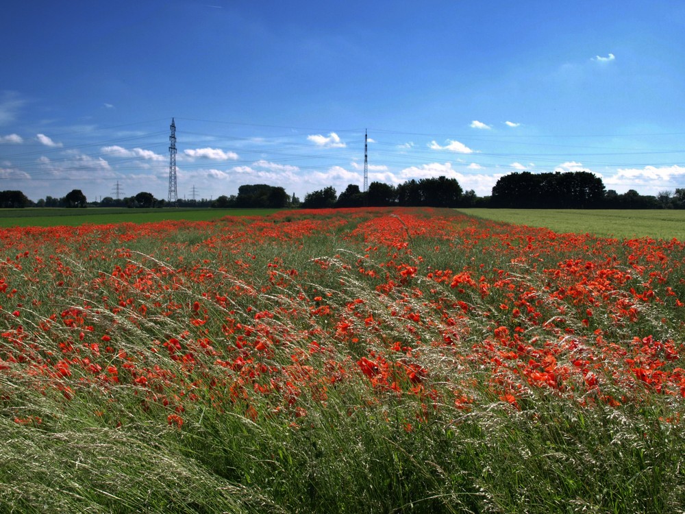 Frühling lässt sein rotes Band...