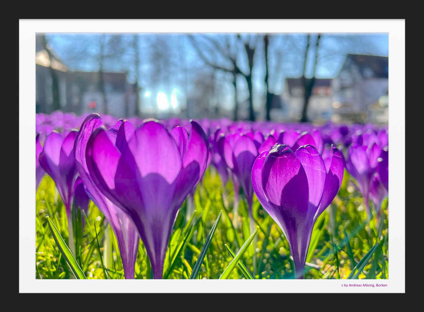 Frühling lässt sein "violettes" Band ...