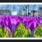 Frühling lässt sein "violettes" Band ...