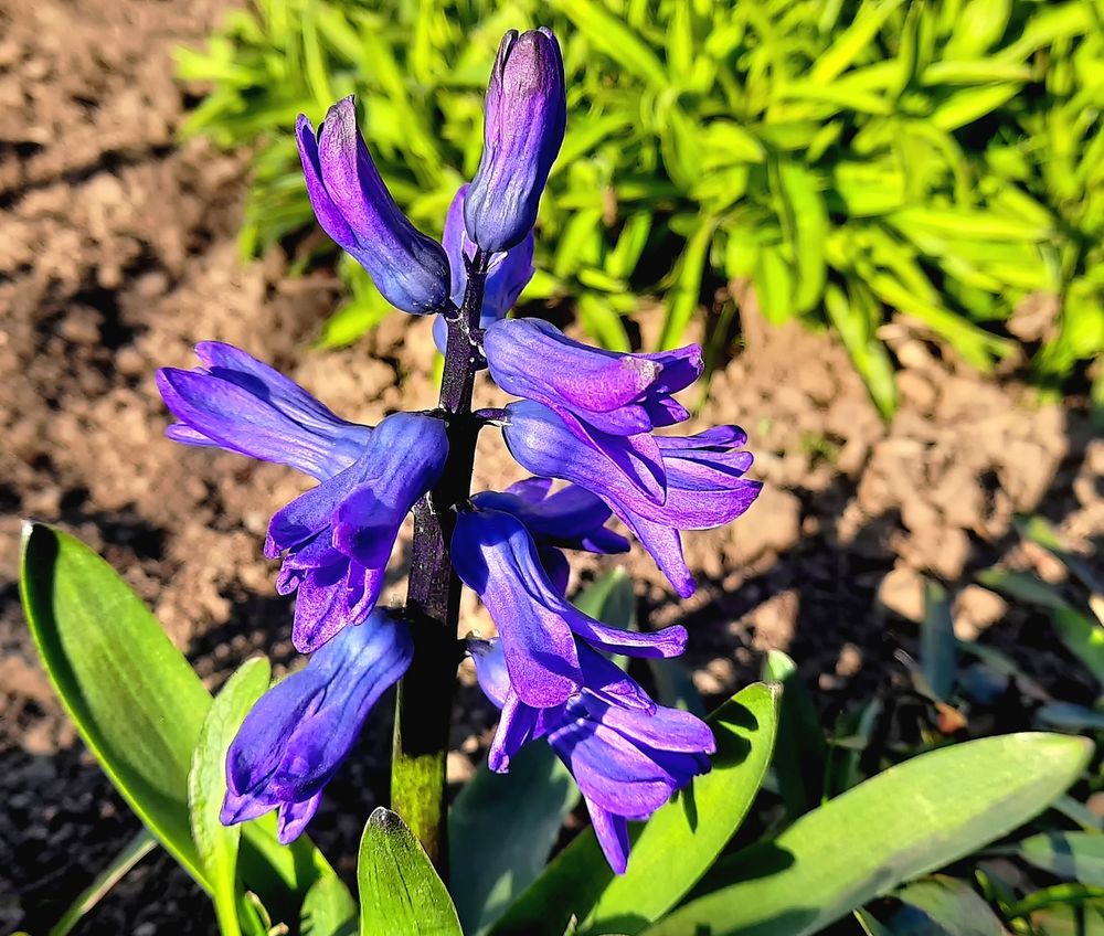 ... Frühling lässt sich nicht leugnen ...