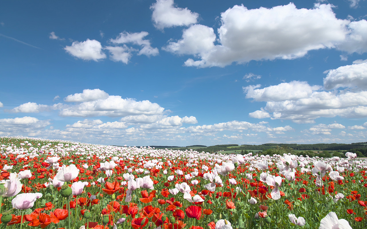 Frühling Landschaft Mohn 001 2022