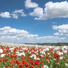 Frühling Landschaft Mohn 001 2022