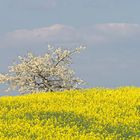 Frühling Landschaft Raps 00 2022