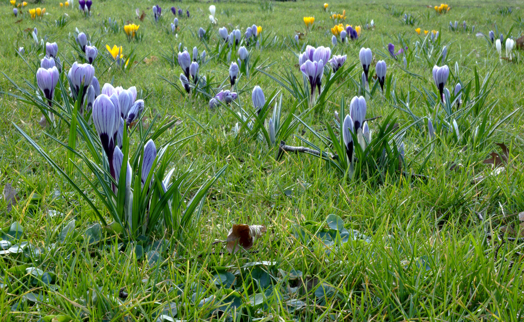 Frühling lass dein blaues Band .....