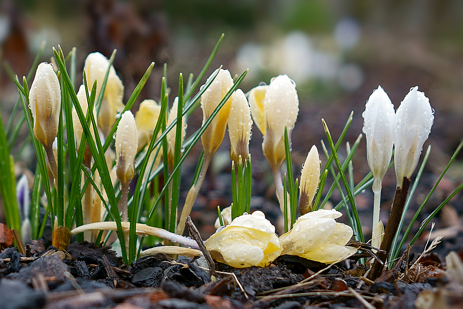 Frühling, Leben und Sterben