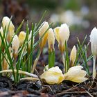 Frühling, Leben und Sterben