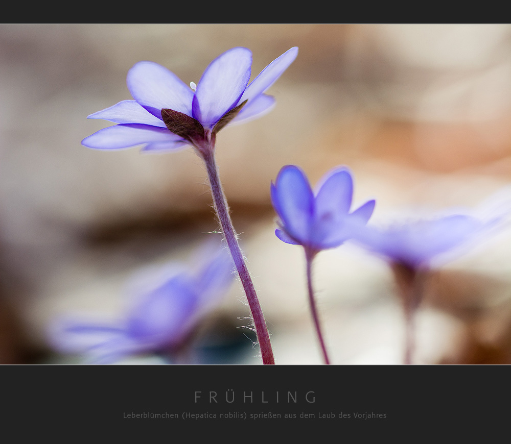 Frühling - Leberblümchen sprießen aus dem Laub des Vorjahres