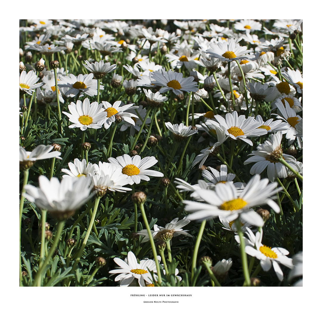 Frühling - leider nur im Gewächshaus