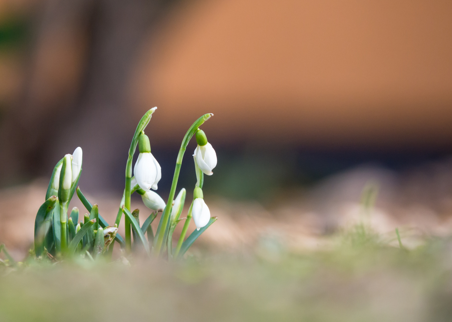 Frühling, lieber Frühling....