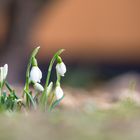 Frühling, lieber Frühling....