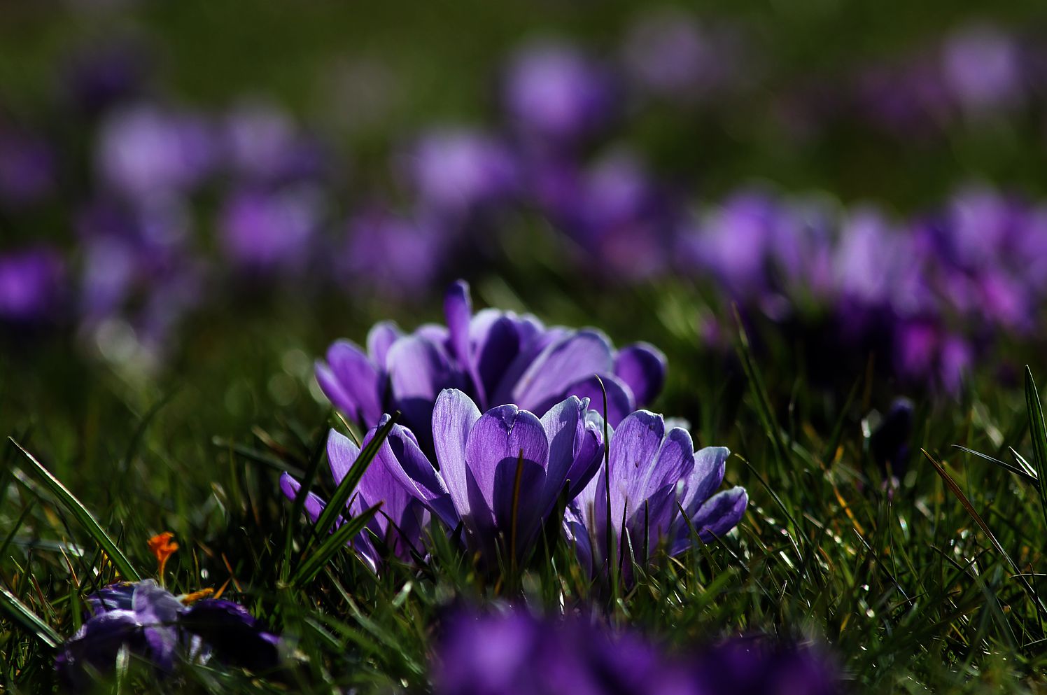 Frühling liegt in der Luft