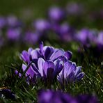 Frühling liegt in der Luft